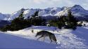 American gray wolf mountains nordic north wallpaper