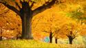 Autumn golden multicolor wallpaper