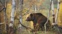 Bears birch brown forests wallpaper