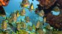 Coral reef fish sealife wallpaper