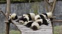 Cubs giant nature panda bears sleeping wallpaper