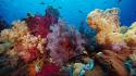 Indonesia coral fish scenic wallpaper
