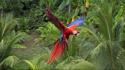 Macaw scarlet macaws birds flight parrots wallpaper