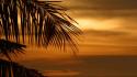 Palm leaves sunset trees tropical wallpaper