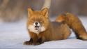 Russia animals foxes red snow wallpaper