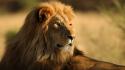 Africa animals lions wildlife wallpaper