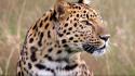 Amur leopard animals leopards male wildlife wallpaper