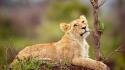 Animals baby cubs feline lions wallpaper