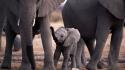 Animals baby elephant elephants wallpaper