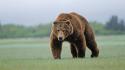 Animals bears wildlife wallpaper