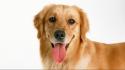 Animals canine dogs white background wallpaper