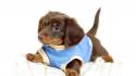 Animals dachshund funny pets puppies wallpaper