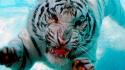 Animals diving water white tiger wallpaper