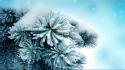 Blue frozen macro plants snow wallpaper