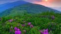 Hdr photography fields flowers landscapes wallpaper