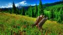 Hdr photography forests grass meadows wallpaper