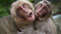 Japanese macaque animals monkeys wallpaper