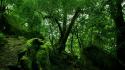 Moss rainforest wallpaper