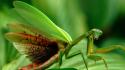 National geographic animals mantis nature wallpaper