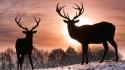 Sun animals deer silhouettes snow wallpaper